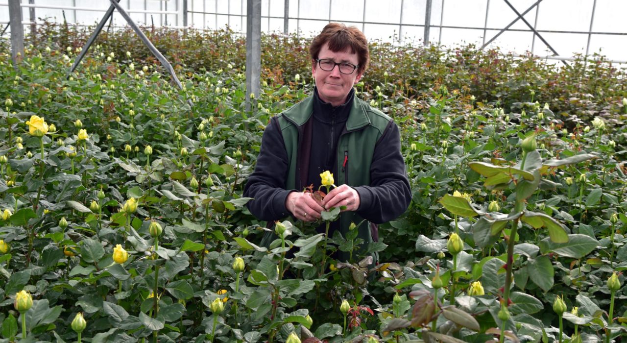 Gabriele Aschhoff geizt die Rosenstöcke im Rosen-Gewächshaus in Rietberg aus. Schwache Nebentriebe der Rose werden entfernt.